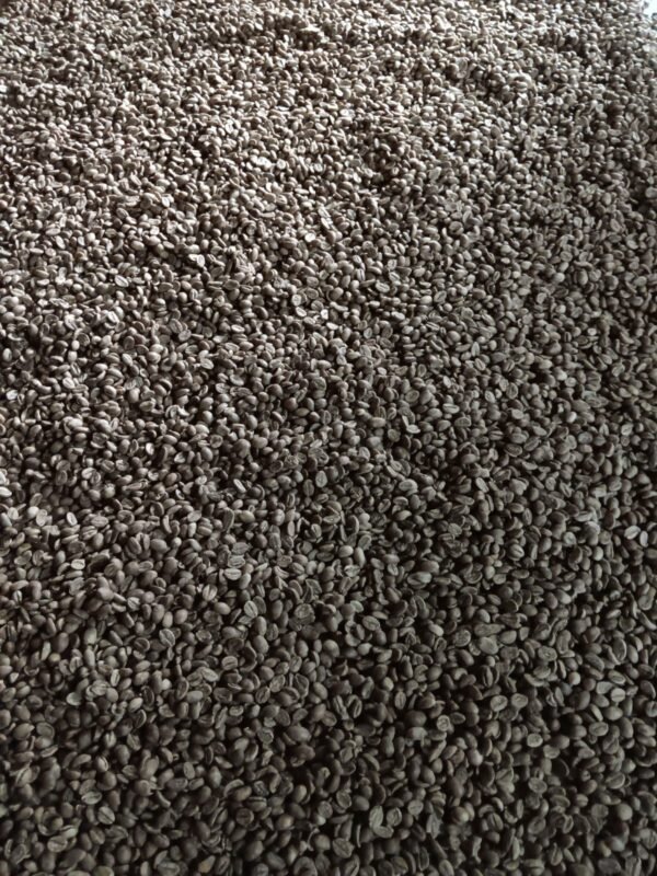 Kopi Robusta Tambora